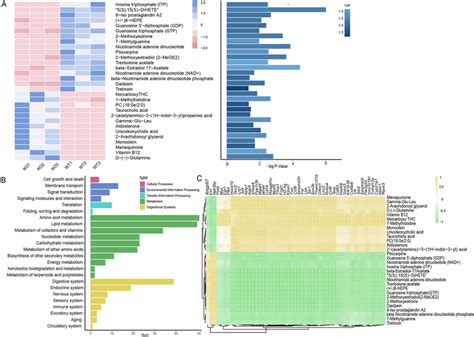 Transcriptome Analysis Image 的图像结果
