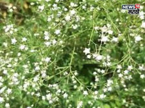 Agriculture News : शेतकऱ्यांसाठी डोकेदुखी ठरणाऱ्या काँग्रेस गवताचा ...
