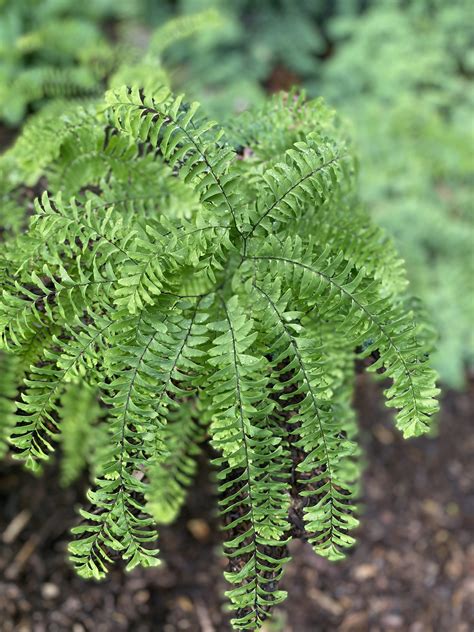 How to Grow and Care for Lady Ferns - ikumen