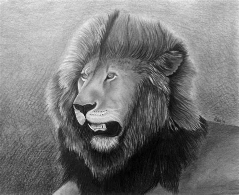 Lion Drawing Tutorial 的图像结果