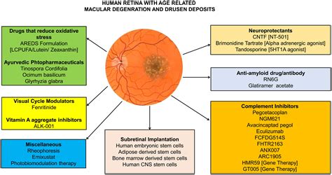 Emerging Pharmacological Targets for Treatment of Dry Age-related Macular Degeneration and ...