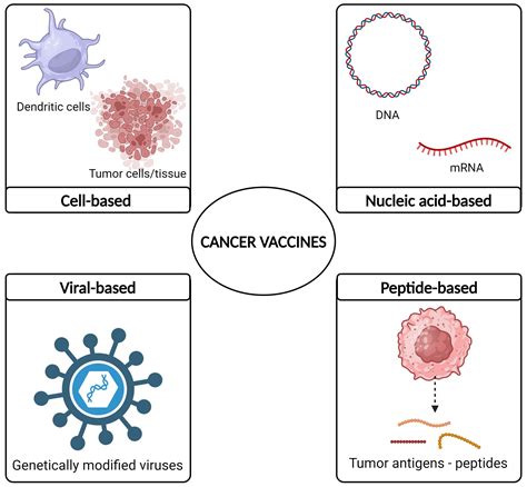 Frontiers | Nucleic acid cancer vaccines targeting tumor related angiogenesis. Could mRNA ...
