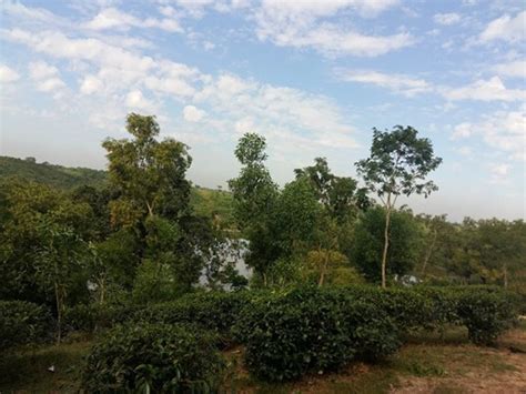 Rajkandi Reserve Forest 1