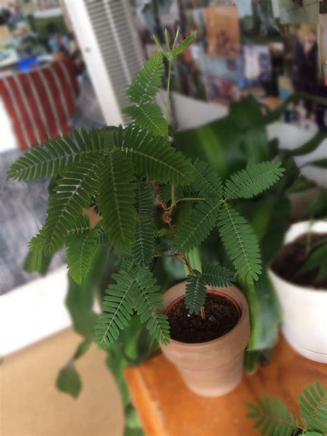 How to Care for Sensitive Plants (Mimosa Pudica)