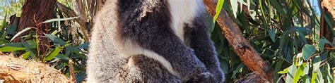 Cleland Wildlife Park & Historic Hahndorf Adelaide Hills Experience ...