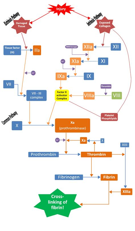 Coagulation and the Clotting Cascade | almostadoctor