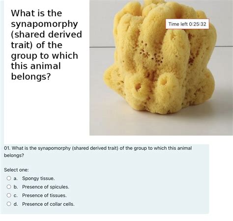 Solved What is the synapomorphy (shared derived trait) of | Chegg.com