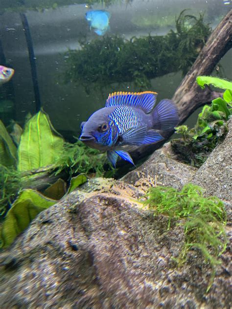 80 best Electric Blue Acara images on Pholder | Aquariums, Cichlid and Aquarium