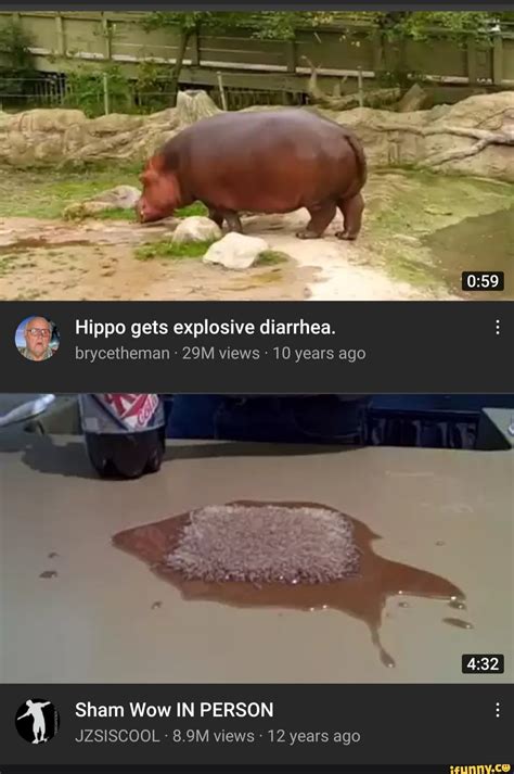 Image result for Hippo Has Exploding Diarrhea