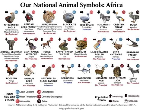 National Animal Symbols: Africa – Shark Research & Conservation Program ...