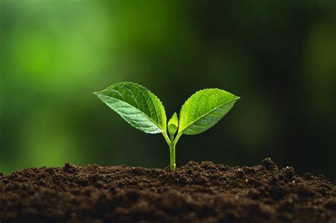 Image result for Plant 3D Python Script