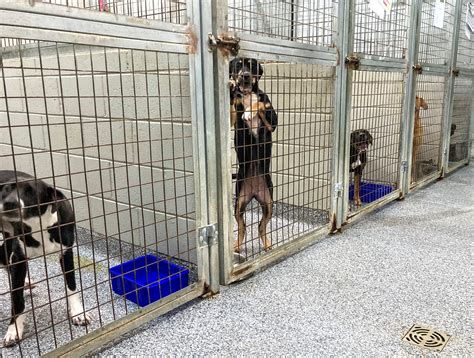 The Ballarat Animal Shelter is seeking new homes for more than 60 dogs ...