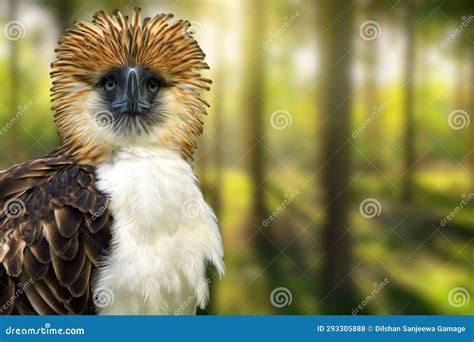 The Philippine Eagle Pithecophaga Jefferyi . Most Endangered Bird Species in the World ...
