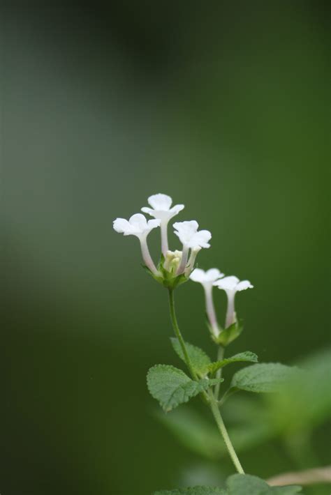 Tiny White Flowers - PixaHive