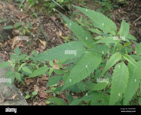 Devil's Beggarticks (Bidens frondosa) Plantae Stock Photo - Alamy