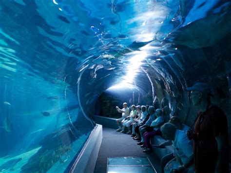 Swim with Turtles in Maui: Best beaches and Tours - Hellotickets