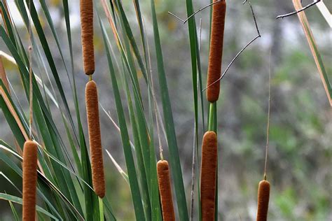 What's Inside A Cattail Plant at Dylan Trouton blog