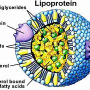 Image result for blood lipid
