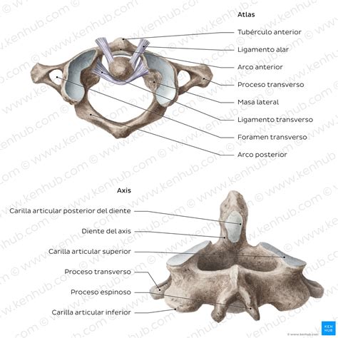 Vértebras cervicales: Anatomía, ligamentos y lesiones | Kenhub