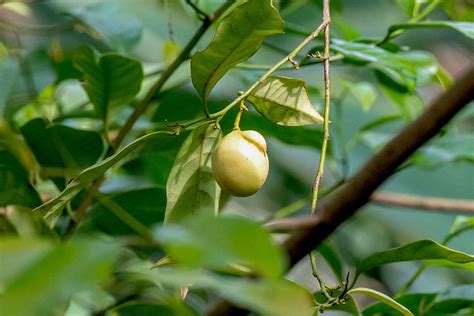 Nutmeg Tree Cultivation