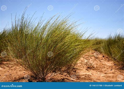 Rooibos Tea Farm Citrusdal stock photo. Image of rooibos - 146121788