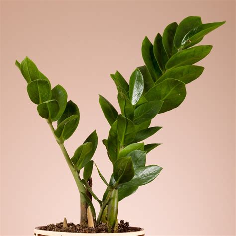 Zamioculcas Zamiifolia Seed