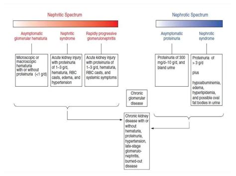Pediatrics Nephrotic and Nephritic Syndrome 7.ppt