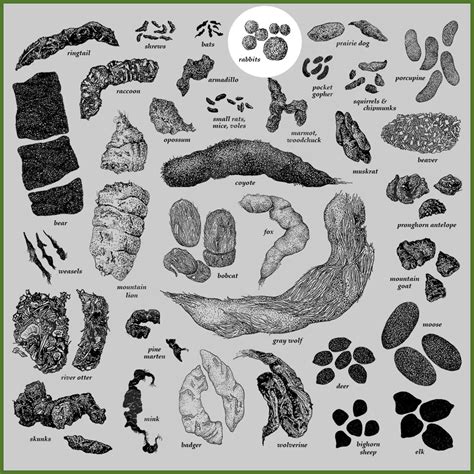 How to Identify Rabbit Poop (With Pictures) – RidMyCritters.com