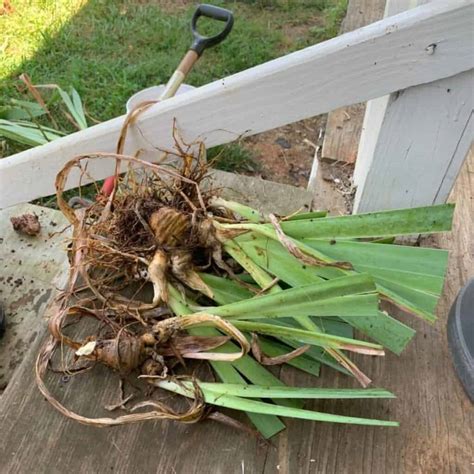 Tips On Dividing and Transplanting: Iris | Painted Daisies | Daylilies