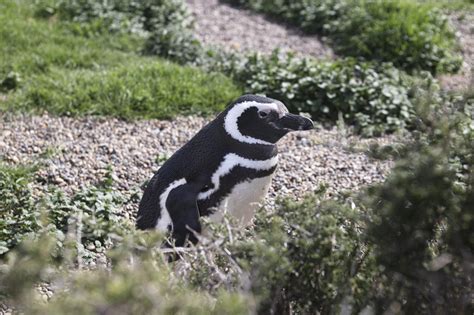 Penguins in Patagonia: When to see them, where, and which species can ...