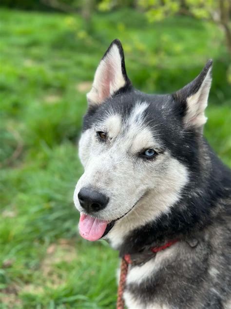 Bowie - 2 year old male Husky cross Malamute available for adoption
