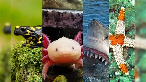 6 animals that can regenerate their body parts mh pr - असे प्राणी जे ...