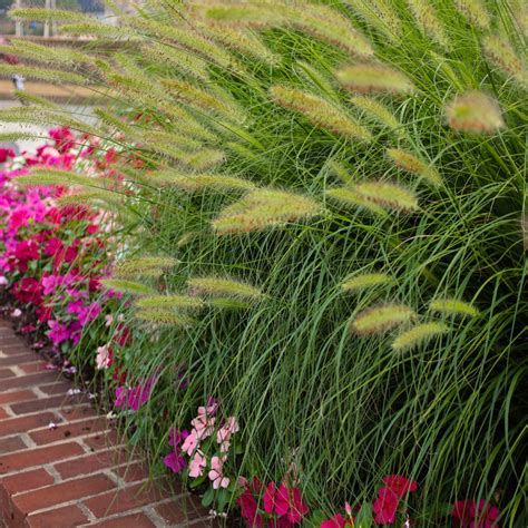 Dwarf Fountain Grass Little Bunny Pennisetum Alopecuroides 'Little