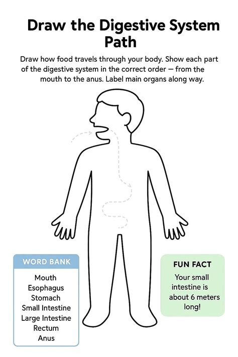 Draw the Digestive System Path Worksheet - Download & Print Now!