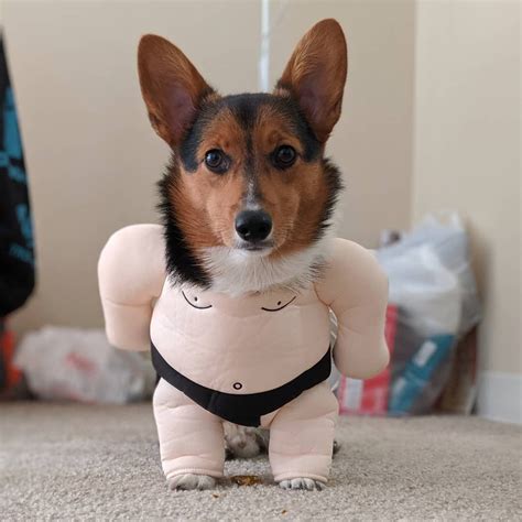 Corgi Dog Halloween Costume|Corgi Dog Halloween Costumes|Corgi ...