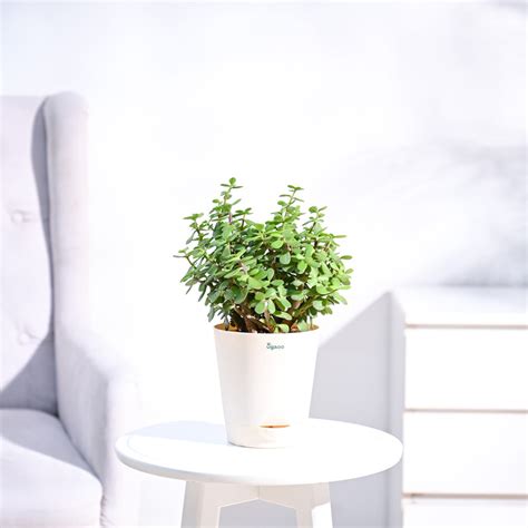 13 Different Types of Cedar Trees: Exploring the Evergreen Charm of ...