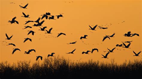 Opinion | What We Can Learn From This Magnificent Migration - The New York Times
