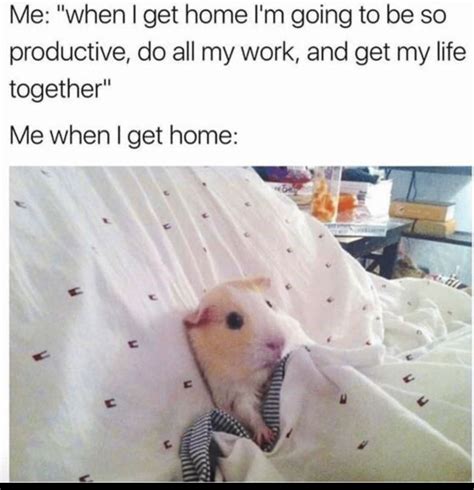 Productivity Expectations vs. Reality - Memes - Worst Jokes Ever