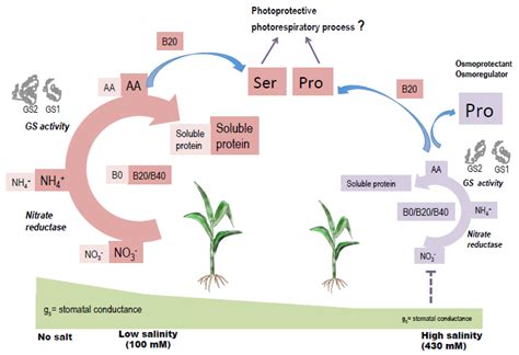Nitrogen Assimilation in the Highly Salt- and Boron-Tolerant Ecotype ...