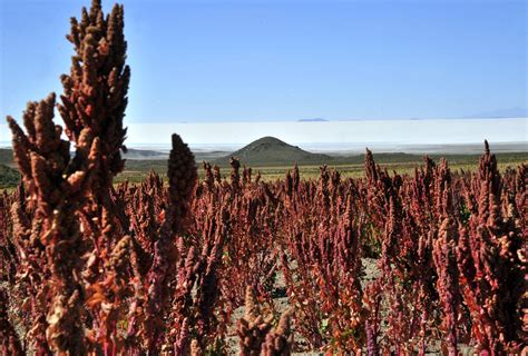 What Is Quinoa? A Breakdown For Those Of Us Who Eat It But Don't Truly Understand It | HuffPost Life