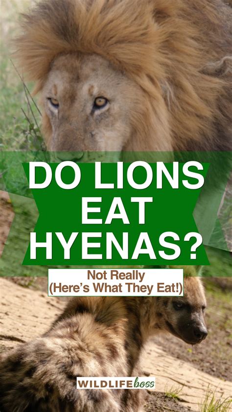 Do Lions Eat Hyenas? Not Really (Here’s What They Eat!)