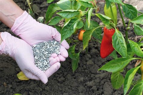 Fertilizing Pepper Plants: The What, When, And How - PepperScale