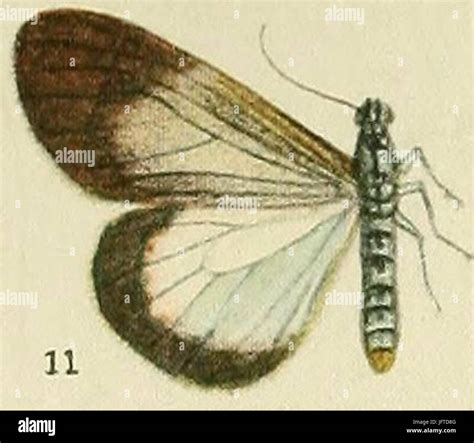 Glauce hi-res stock photography and images - Alamy