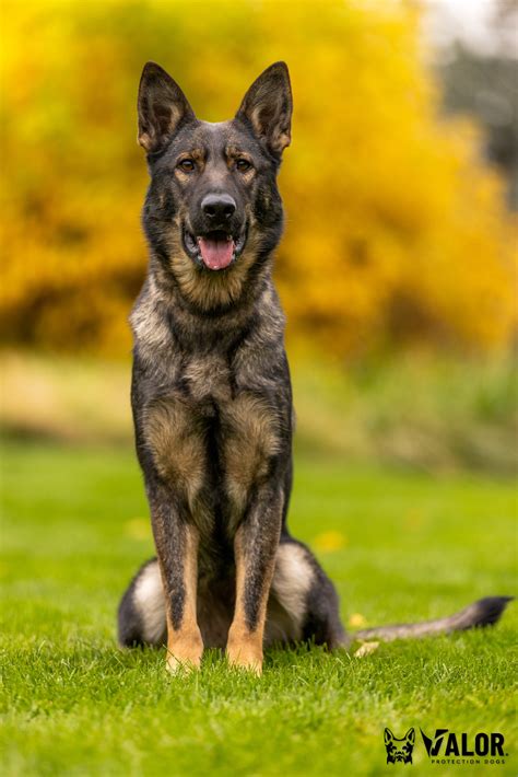 Sable German Shepherd