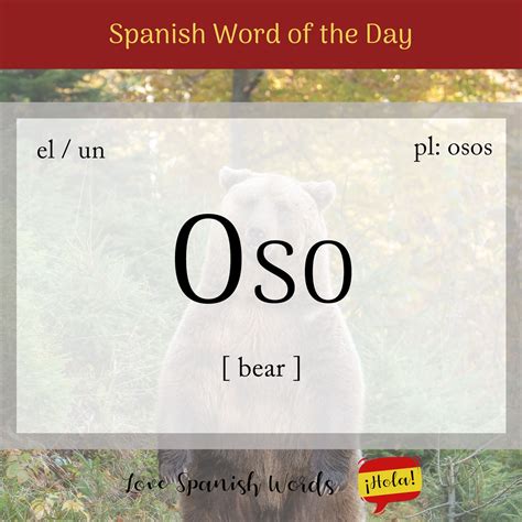 Spanish Word of the Day: Oso (bear) - Love Spanish Words