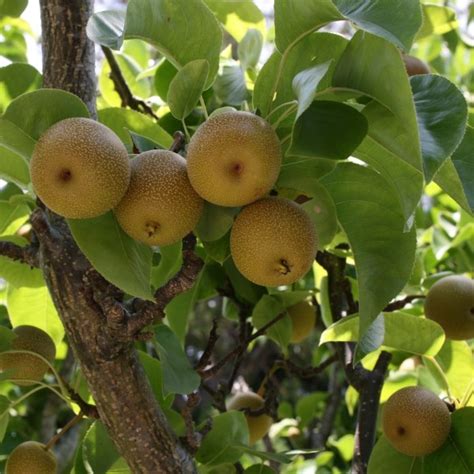 Hangover Cure: Asian Pears Can Reduce Symptoms By 21% - Health & Sports ...