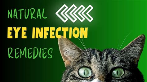 Eye Drops For Eye Infection In Cats at Terri Kent blog