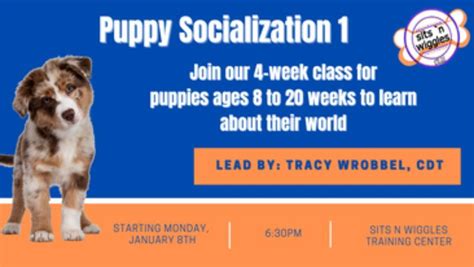 Puppy Socialization 1 Group Class, Sits n Wiggles Dog Training, Bedford ...