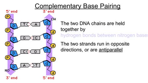 Dna replication transcription and translation | PPT