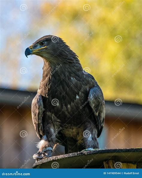 Harris`s Hawk, Parabuteo Unicinctus, Bay-winged Hawk or Dusky Hawk Stock Photo - Image of ...
